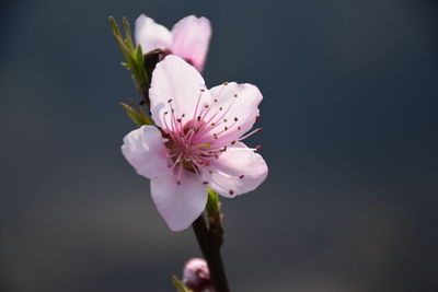 Close-up of pink flowers