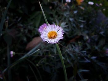 Close-up of purple flower