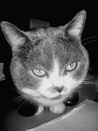 Close-up portrait of cat relaxing at home