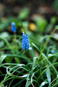 Close-up of purple flowering plant