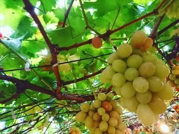 Low angle view of fruits on tree