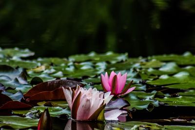 Close-up of lotus water lily in lake