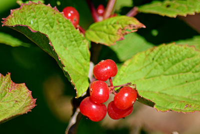 Close-up of red berries growing on plant