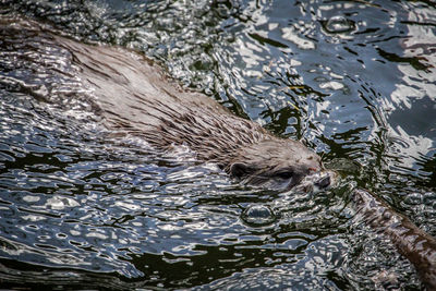 High angle view of duck swimming in lake