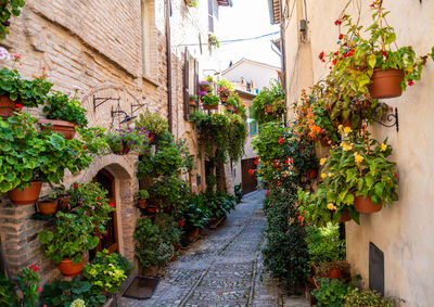 Potted plants on footpath against building