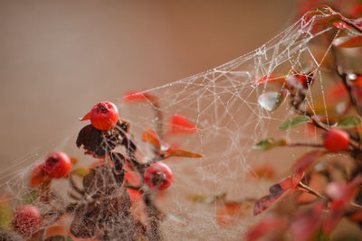 Close-up of spider on web