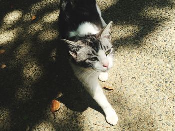 High angle view of cat walking on floor