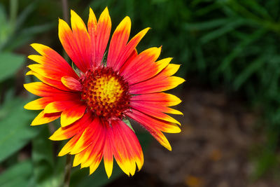 Close-up of orange flower