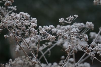 Close-up of dry plants during winter