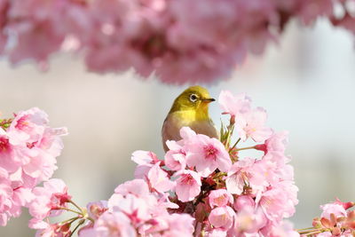 Close-up of pink cherry blossom