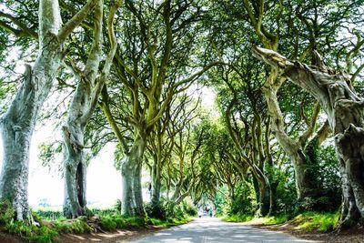 Road amidst trees in park