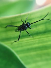 Close-up of insect on leaf