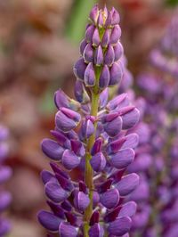 Close-up of purple flowering plant