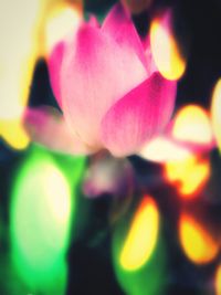 Close-up of flower against blurred background
