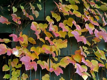 Close-up of autumn leaves