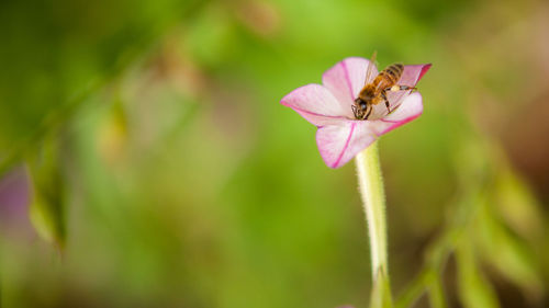 Close-up of insect on pink flower