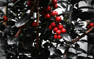 Close-up of cherries on tree