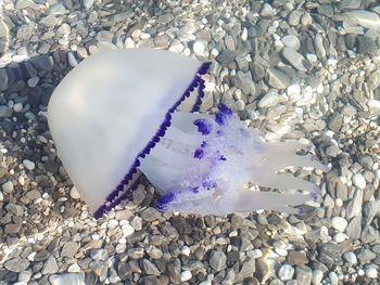 Close-up of seashell on pebbles