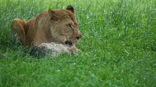 A beautiful lioness portrait of her watching another lion which came close to where she is standing