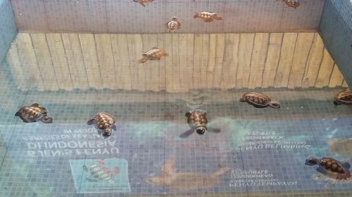 High angle view of ducks in swimming pool