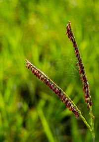 Close-up of insect on plant