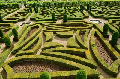 High angle view of rice field