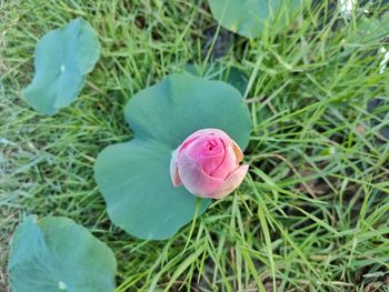 High angle view of pink flower on field