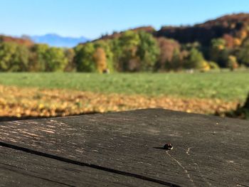 Close-up of insect on tree against sky