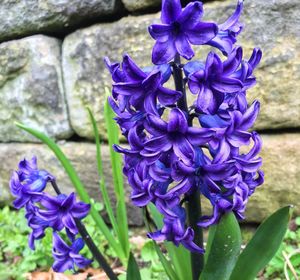 Close-up of purple flowers