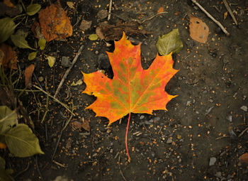 High angle view of maple leaf on land