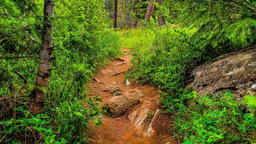 Dirt road passing through forest