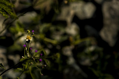 Close-up of honey bee on flower