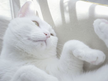 Close-up of white cat lying on sofa 