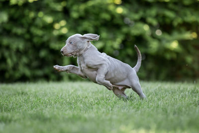 Weimaraner puppy running on grass