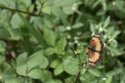 Close-up of butterfly pollinating flower