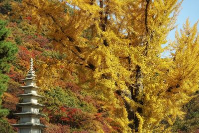 Maple tree in forest during autumn