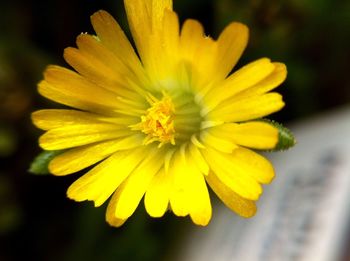 Close-up of yellow flower