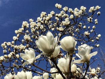 Close-up of white flowering plant against sky