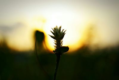 Close-up of silhouette plant against sky during sunset