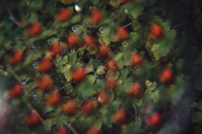 Full frame shot of flowering plant