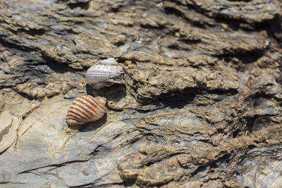 Close-up of lizard on rock