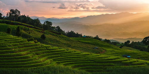 Scenic view of rice field against sky during sunset