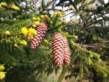 Close-up of pine cones on tree