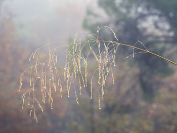 Close-up of wilted plant on field