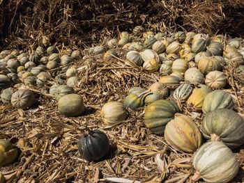 High angle view of saved pumpkins