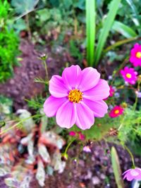 High angle view of pink cosmos flower blooming outdoors