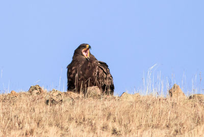 Eagle perching on rocks against clear blue sky