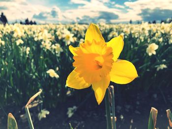 Close-up of yellow flowering plant on field