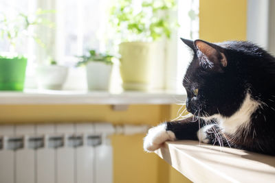 Black cat is lying on table and basking in sun near window with green house plants. selective focus.