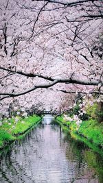 View of cherry blossom at lake